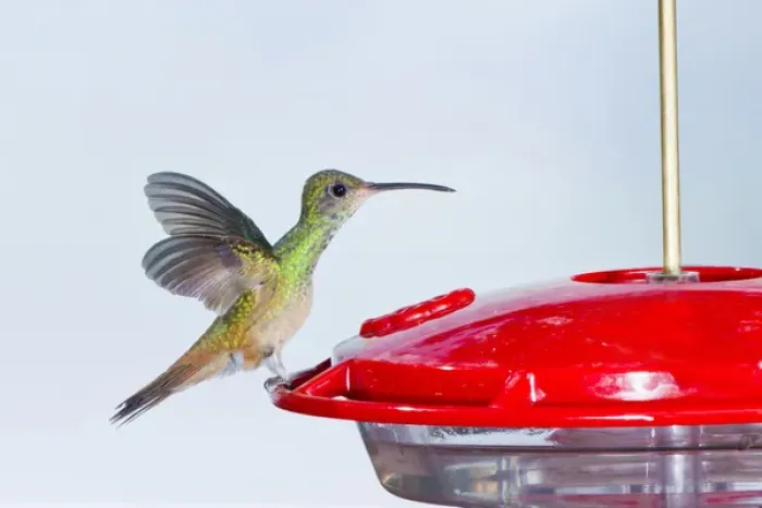 Framed Print : Buff-bellied Hummingbird (Amazilia yucatanensis) landing at feeder