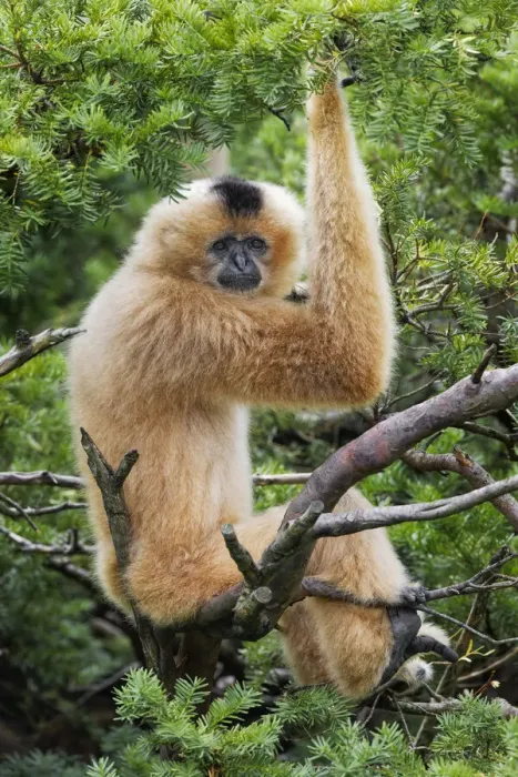 Framed Print : Buff-cheeked Gibbon, native to Laos, Vietnam, Cambodia Framed Print : Buff-cheeked Gibbon, native to Laos, Vietnam, Cambodia