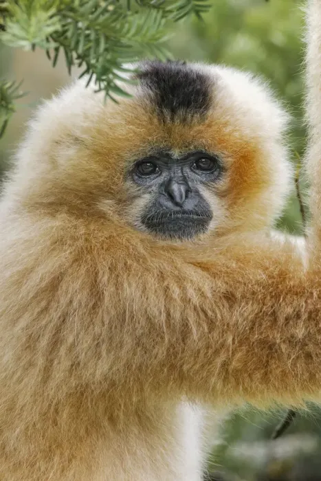 Framed Print : Buff-cheeked Gibbon, native to Laos, Vietnam, Cambodia