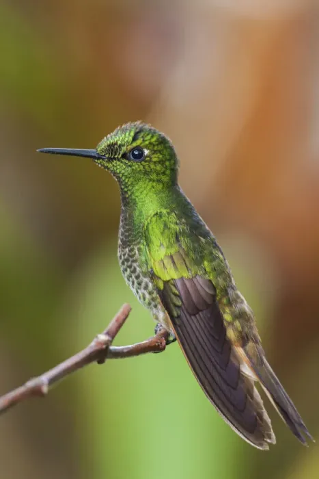 Framed Print : Buff-tailed coronet hummingbird Framed Print : Buff-tailed coronet hummingbird