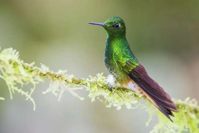 Framed Print : Buff-tailed coronet hummingbird on mossy perch, cloud forest, Ecuador Framed Print : Buff-tailed coronet hummingbird on mossy perch, cloud forest, Ecuador