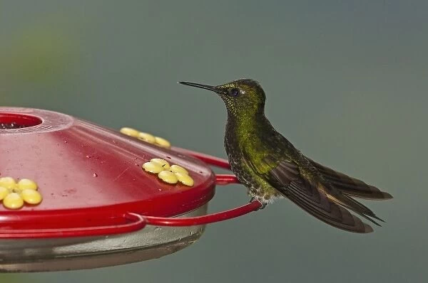 Buff-tailed Coronet(Boissonneaua flavescens) on Feeder, Mindo, Cloud Forest, West slope of Andes