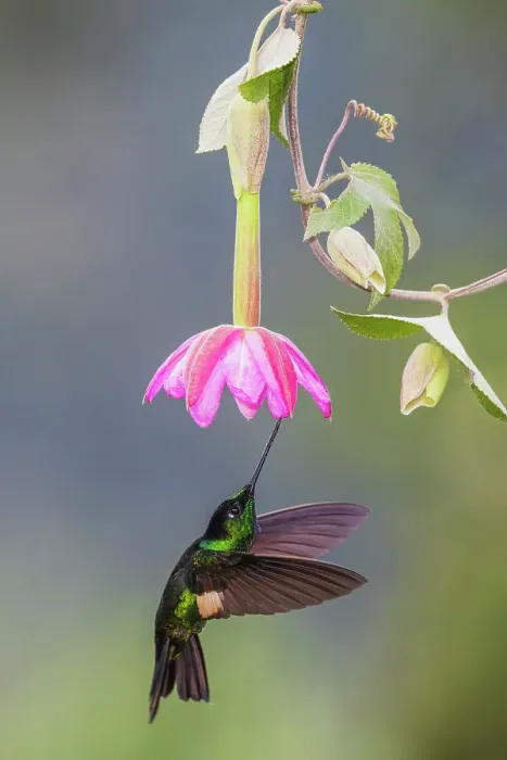 Framed Print : Buff-winged starfrontlet approaching a beautiful bloom, cloud forest, Ecuador Framed Print : Buff-winged starfrontlet approaching a beautiful bloom, cloud forest, Ecuador