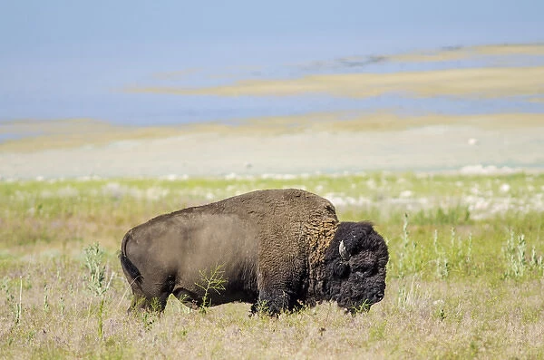 Buffalo (bison) herd Antelope Island State Park, Great Salt Lake, Utah, USA