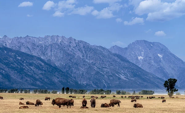 Buffalo Herd with Grand Teton Mountains behind. Grand Teton National Park. Wyoming