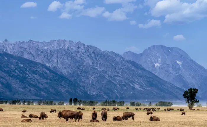 Framed Print : Buffalo Herd with Grand Teton Mountains behind. Grand Teton National Park. Wyoming
