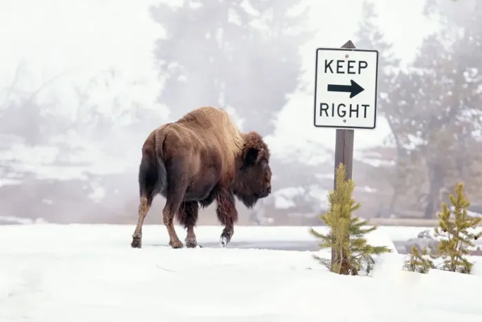 Framed Print : Buffalo looking for Direction. Yellowstone National Park. Wyoming Framed Print : Buffalo looking for Direction. Yellowstone National Park. Wyoming
