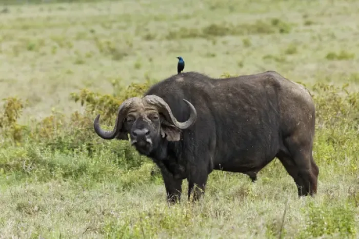 Framed Print : Buffalo and starling, Lake Nakuru National Park, Kenya, Africa Framed Print : Buffalo and starling, Lake Nakuru National Park, Kenya, Africa