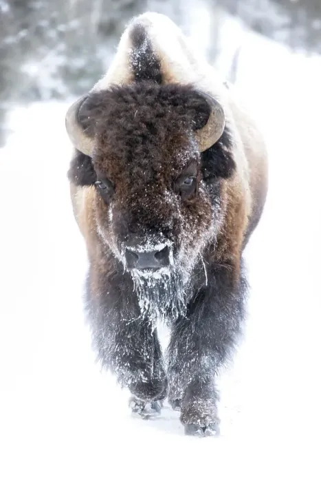 Framed Print : Buffalo in winter in the Northern Range of Yellowstone National Park Framed Print : Buffalo in winter in the Northern Range of Yellowstone National Park