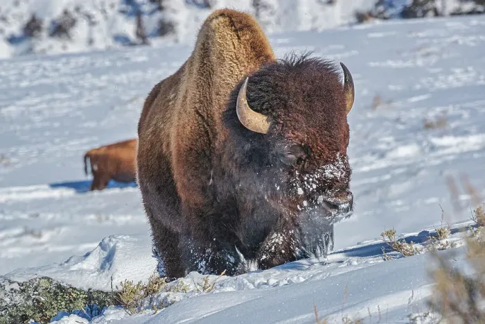 Framed Print : Buffalo in winter in the Northern Range of Yellowstone National Park Framed Print : Buffalo in winter in the Northern Range of Yellowstone National Park