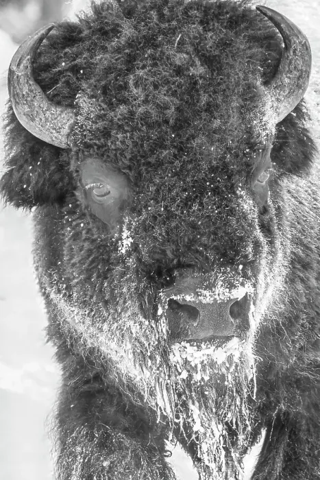 Framed Print : Buffalo in winter in the Northern Range of Yellowstone National Park