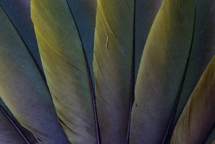 Framed Print : Buffons Macaw wing feather design Framed Print : Buffons Macaw wing feather design