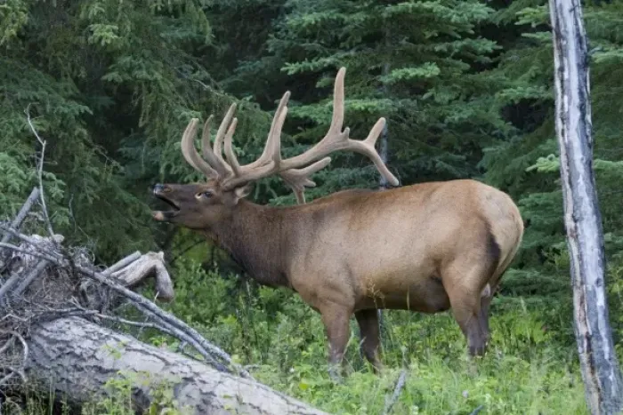 Framed Print : Bugling elk in Banff National Park, Canada Framed Print : Bugling elk in Banff National Park, Canada