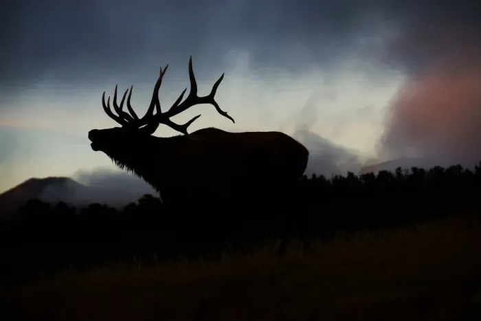 Framed Print : Bugling elk silhouetted against the Colorado Rocky Mountains Framed Print : Bugling elk silhouetted against the Colorado Rocky Mountains