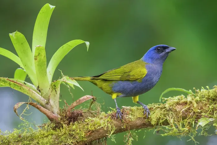 Framed Print : Bule-capped tanager at home in Ecuador's cloud forest