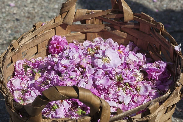 Bulgaria, Central Mountains, Kazanlak, Kazanlak Rose Festival, town produces 60%