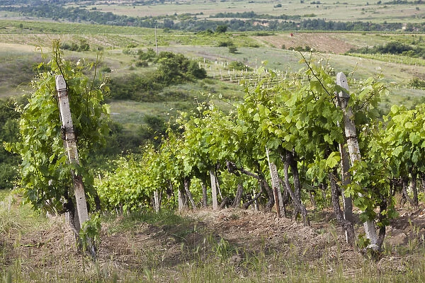 Bulgaria, Southern Mountains, Melnik-area, Vinogradi, village vineyards