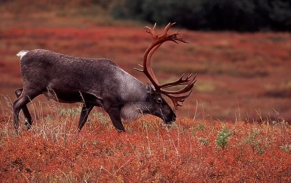 Bull barren ground caribou in Denali NP. Blueberry, dwarf willow, and bear berry