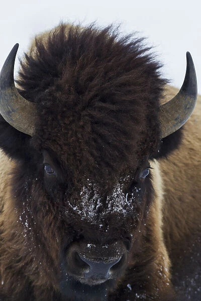 Bull Bison
