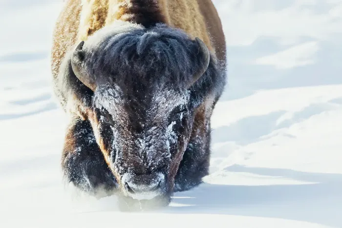 Framed Print : Bull bison wading through the deep snow of Yellowstone Framed Print : Bull bison wading through the deep snow of Yellowstone