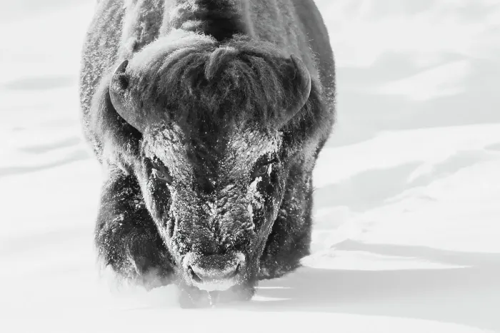 Framed Print : Bull bison wading through the deep snow of Yellowstone Framed Print : Bull bison wading through the deep snow of Yellowstone