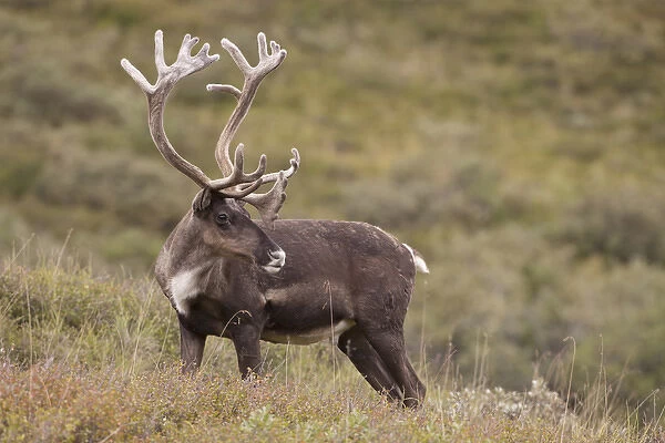 A bull caribou stands on the alpine tundra near the Denali Park road in the Alaska Range