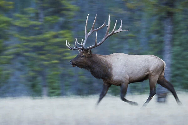 Bull Elk on the move