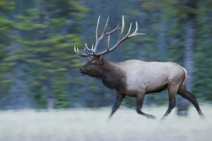 Framed Print : Bull Elk on the move Framed Print : Bull Elk on the move