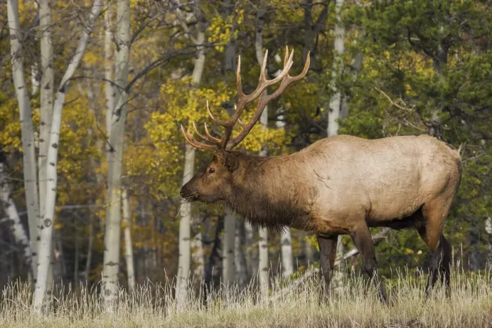Framed Print : Bull Elk, autumn aspens Framed Print : Bull Elk, autumn aspens