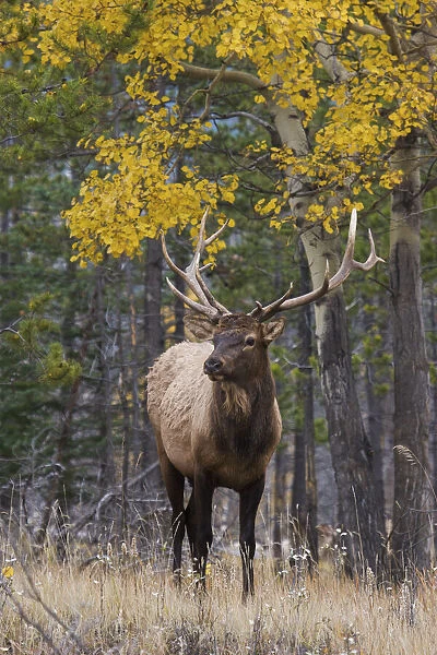 Bull elk, autumn aspens