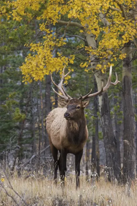 Framed Print : Bull elk, autumn aspens Framed Print : Bull elk, autumn aspens