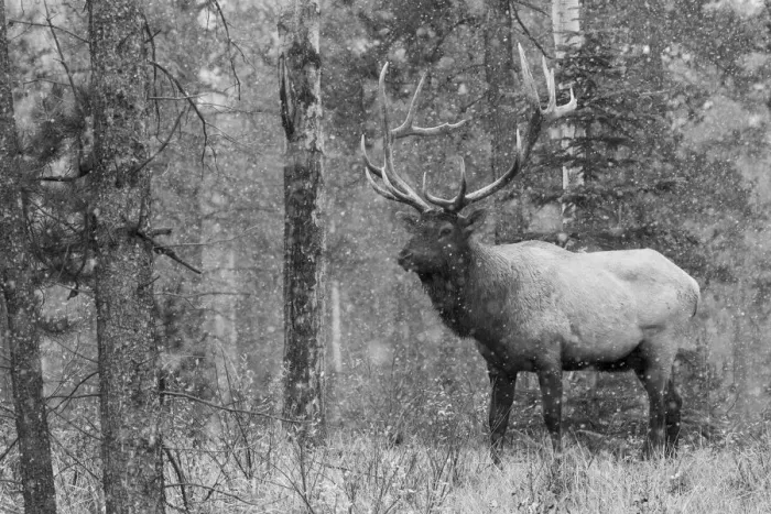 Framed Print : Bull Elk, autumn snow
