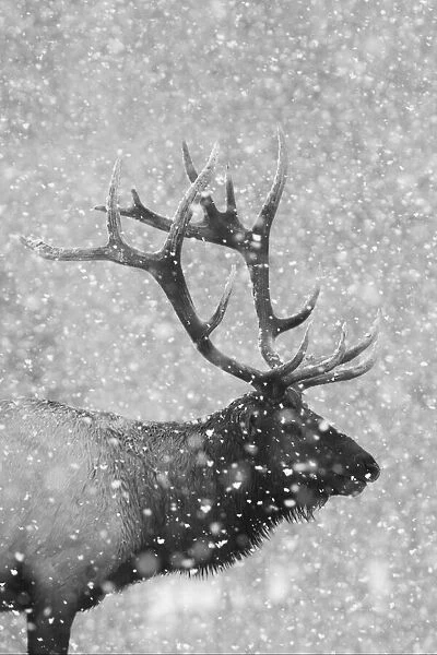 Bull Elk, Autumn Snow