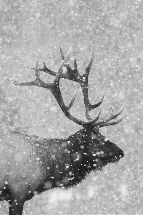 Framed Print : Bull Elk, Autumn Snow Framed Print : Bull Elk, Autumn Snow