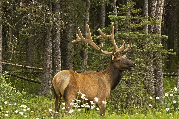 bull elk, Bow Valley Parkway, Banff National Park, Alberta, Canada