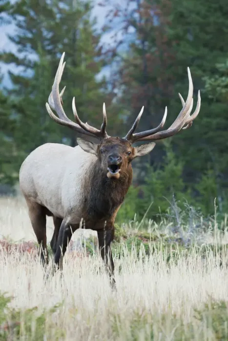 Framed Print : Bull Elk Bugling Framed Print : Bull Elk Bugling