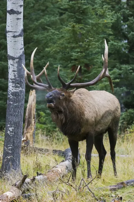Framed Print : Bull elk bugling Framed Print : Bull elk bugling