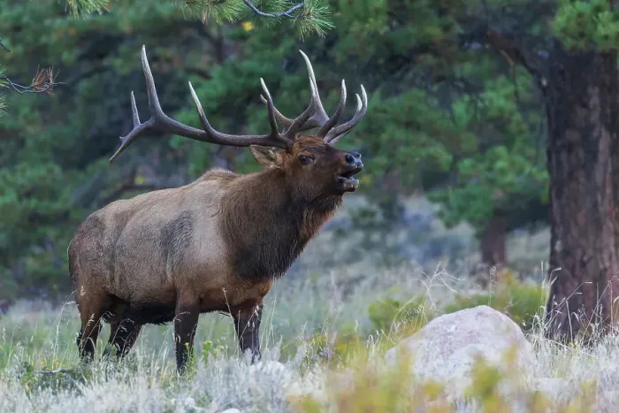 Framed Print : Bull elk bugling, announcing his dominance, Colorado, USA Framed Print : Bull elk bugling, announcing his dominance, Colorado, USA