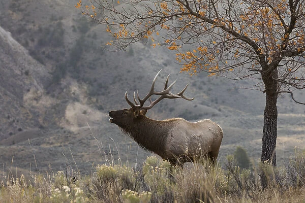 Bull Elk Bugling, morning song