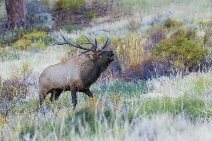 Framed Print : Bull elk bugling, sounds of the Rocky Mountain Autumn, Colorado, USA