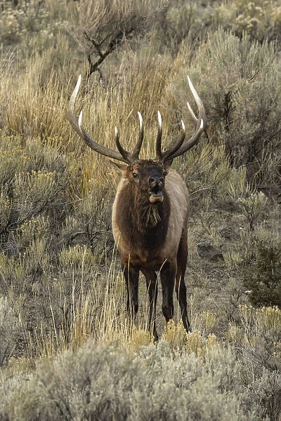 Bull elk bugling or wapiti, Yellowstone National Park, Wyoming