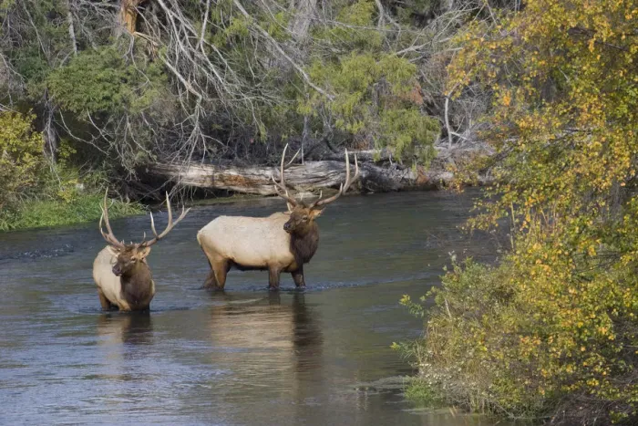 Framed Print : Bull elk crossing