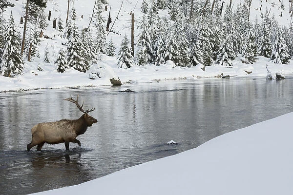 Bull elk crossing river