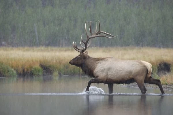 Bull Elk crossing river in snowstorm, Yellowstone NP, Wyoming