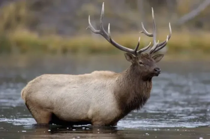 Framed Print : bull elk crossing river, Yellowstone NP, Wyoming