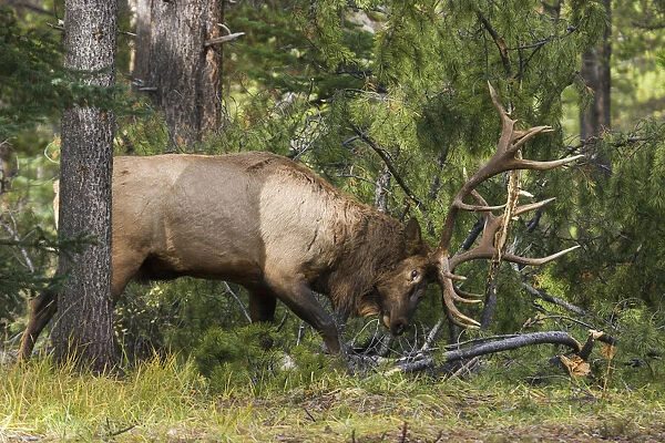 Bull elk demolishing pine tree