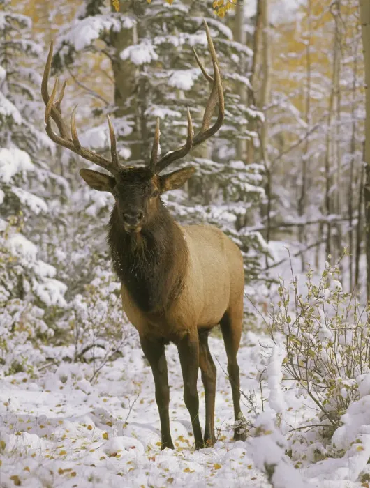 Framed Print : A bull elk in early winter in the Colorado Rocky Mountains Framed Print : A bull elk in early winter in the Colorado Rocky Mountains