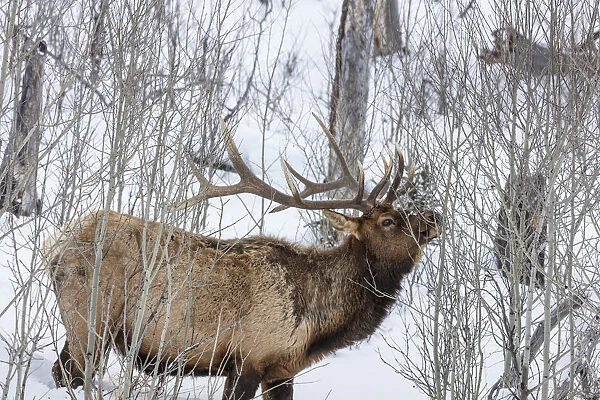 Bull elk feeding on branches during long winter in Yellowstone National Park, Wyoming