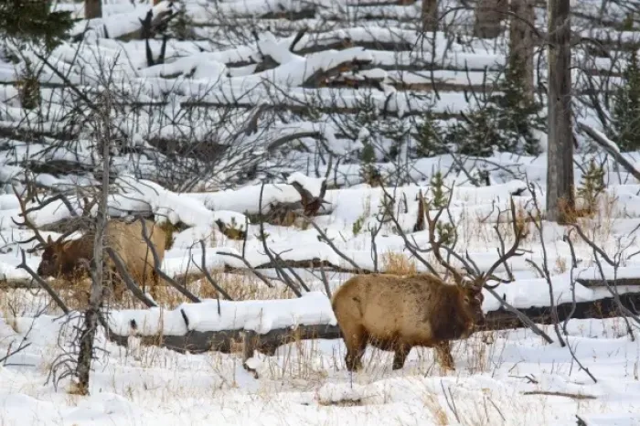 Framed Print : Bull elk feeding in winter in Yellowstone National Park Framed Print : Bull elk feeding in winter in Yellowstone National Park