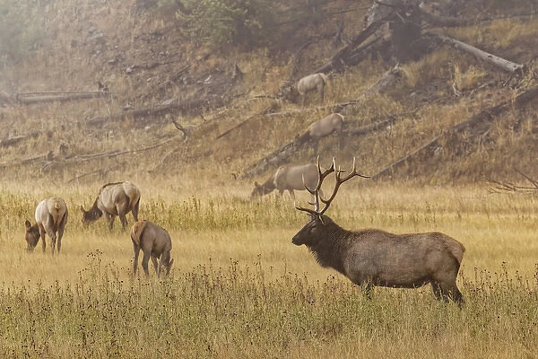 Bull Elk with females on foggy morning along Madison River, Yellowstone National Park